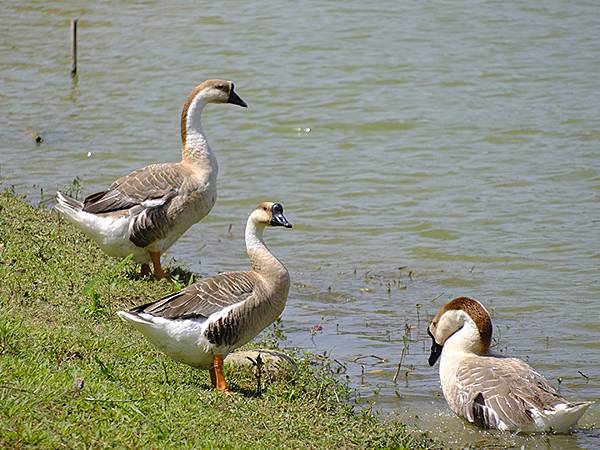 台灣‧嘉義(二十三)‧埤子頭植物園(Beizitou Bot