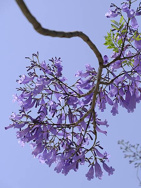 台灣‧嘉義(二十三)‧埤子頭植物園(Beizitou Bot