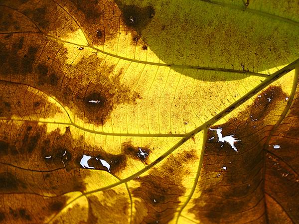 台灣‧嘉義(二十三)‧埤子頭植物園(Beizitou Bot