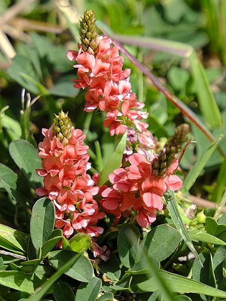 台灣‧嘉義(二十三)‧埤子頭植物園(Beizitou Bot