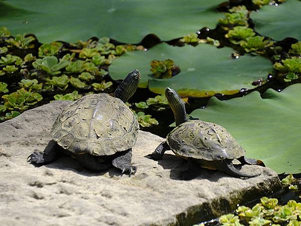 台灣‧嘉義(二十三)‧埤子頭植物園(Beizitou Bot