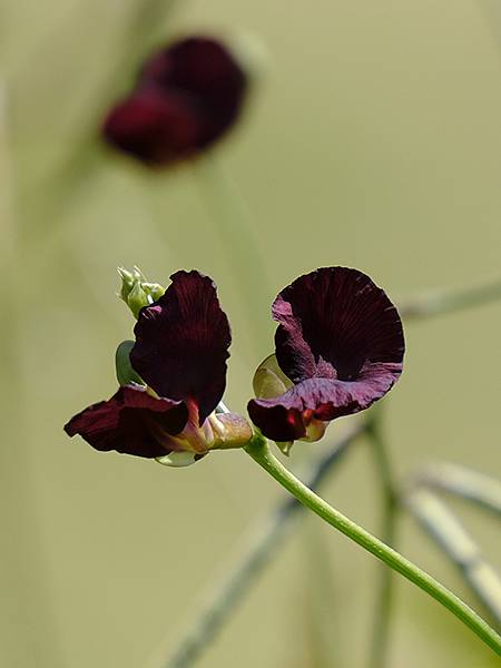 台灣‧嘉義(二十三)‧埤子頭植物園(Beizitou Bot