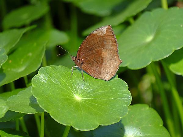 台灣‧嘉義(二十三)‧埤子頭植物園(Beizitou Bot