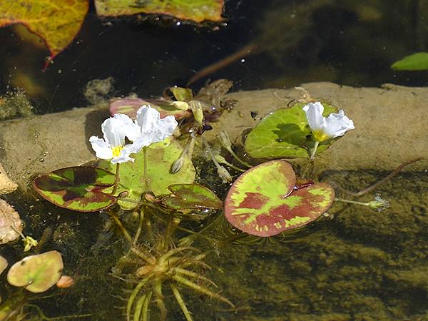 台灣‧嘉義(二十三)‧埤子頭植物園(Beizitou Bot