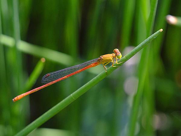 台灣‧嘉義(二十三)‧埤子頭植物園(Beizitou Bot