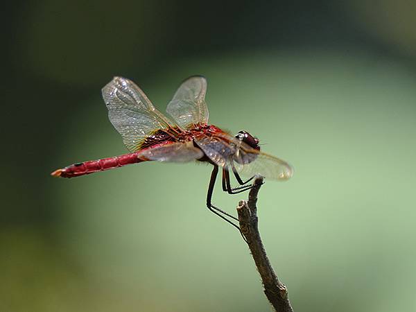 台灣‧嘉義(二十三)‧埤子頭植物園(Beizitou Bot