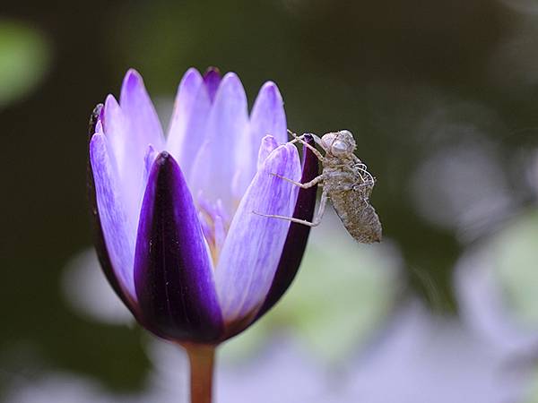 台灣‧嘉義(二十三)‧埤子頭植物園(Beizitou Bot