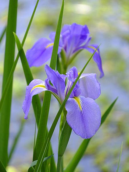 台灣‧嘉義(二十三)‧埤子頭植物園(Beizitou Bot