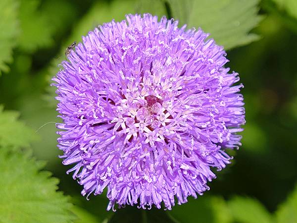台灣‧嘉義(二十三)‧埤子頭植物園(Beizitou Bot