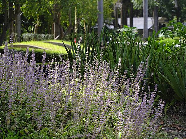 台灣‧嘉義(二十三)‧埤子頭植物園(Beizitou Bot