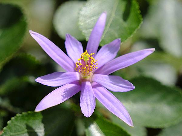 台灣‧嘉義(二十三)‧埤子頭植物園(Beizitou Bot