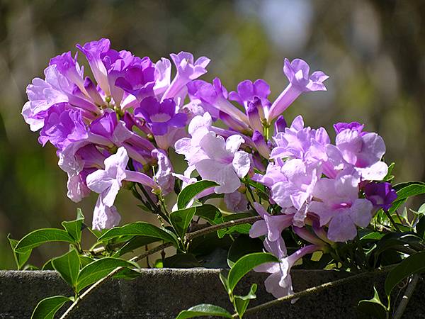 台灣‧嘉義(二十三)‧埤子頭植物園(Beizitou Bot