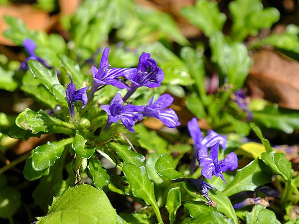台灣‧嘉義(二十三)‧埤子頭植物園(Beizitou Bot