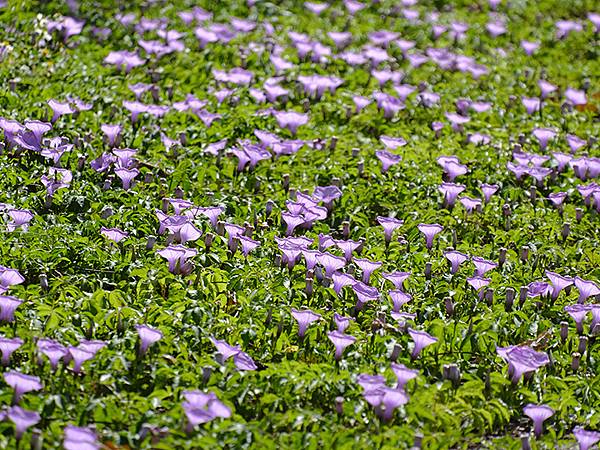 台灣‧嘉義(二十三)‧埤子頭植物園(Beizitou Bot