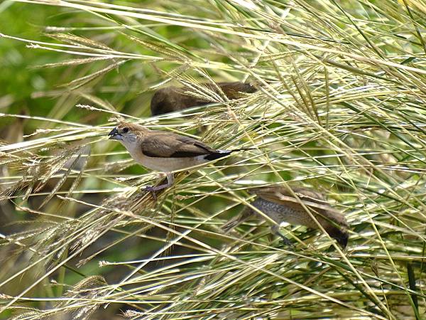 台灣‧嘉義(二十三)‧埤子頭植物園(Beizitou Bot