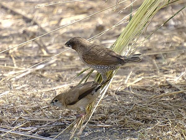 台灣‧嘉義(二十三)‧埤子頭植物園(Beizitou Bot