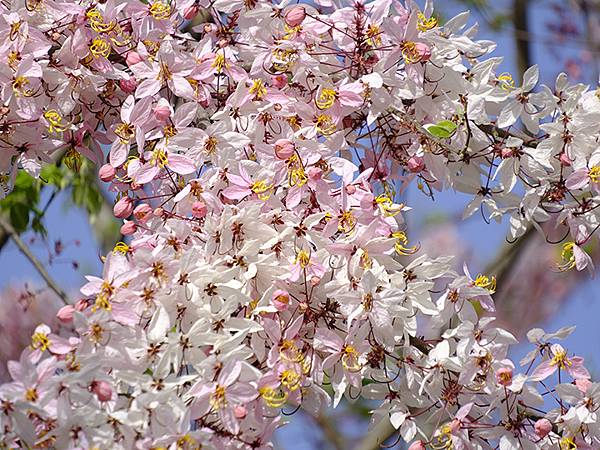 台灣‧嘉義(二十三)‧埤子頭植物園(Beizitou Bot