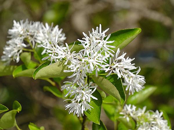 台灣‧嘉義(二十三)‧埤子頭植物園(Beizitou Bot