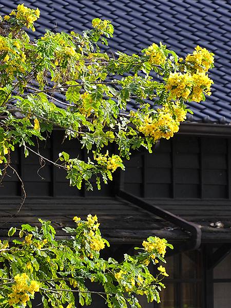 台灣‧嘉義(二十三)‧埤子頭植物園(Beizitou Bot