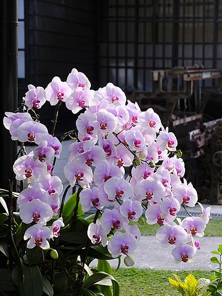 台灣‧嘉義(二十三)‧埤子頭植物園(Beizitou Bot