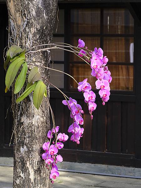 台灣‧嘉義(二十三)‧埤子頭植物園(Beizitou Bot