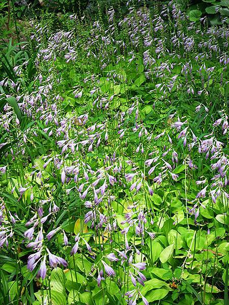 中國‧上海閒逛(十五)‧武康路和思南公館一帶(Shangha