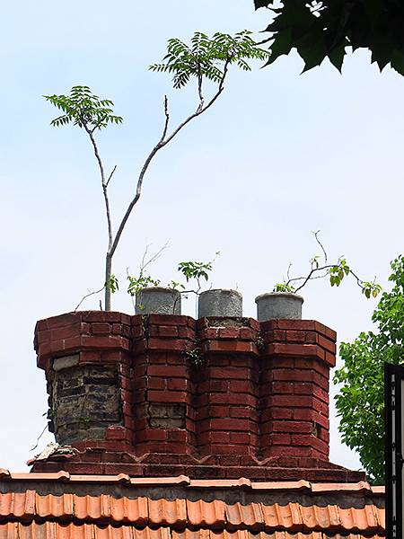 中國‧上海閒逛(十五)‧武康路和思南公館一帶(Shangha
