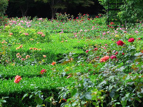 中國‧上海閒逛(十五)‧武康路和思南公館一帶(Shangha