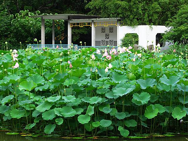中國‧上海閒逛(十五)‧武康路和思南公館一帶(Shangha