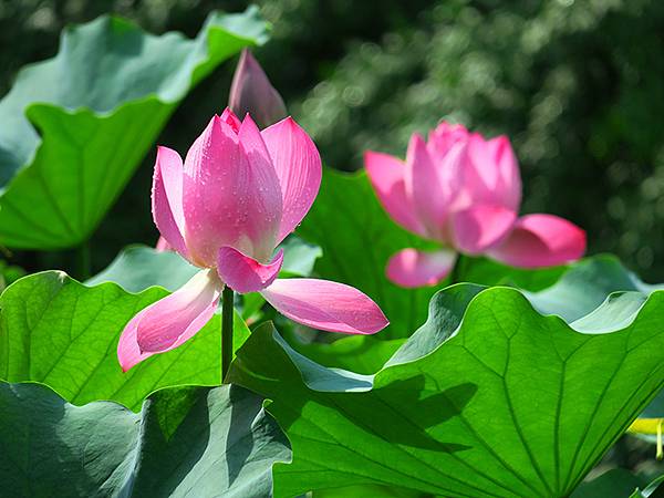 中國‧上海閒逛(十五)‧武康路和思南公館一帶(Shangha