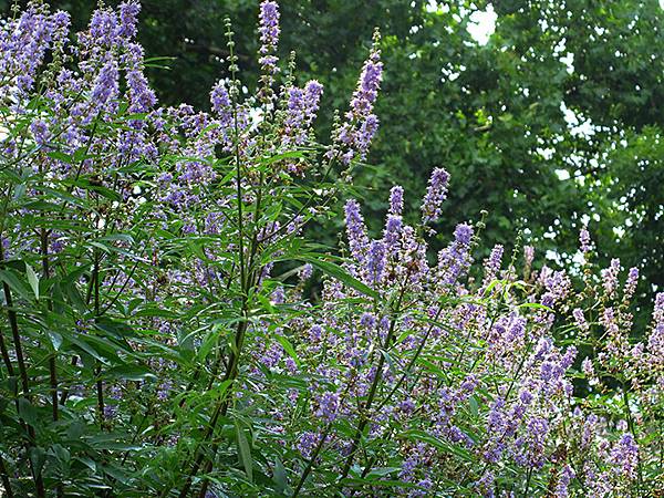 中國‧上海閒逛(十五)‧武康路和思南公館一帶(Shangha