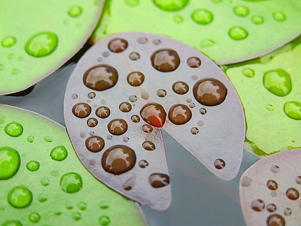 中國‧蘇州‧重訪同里(Tongli)