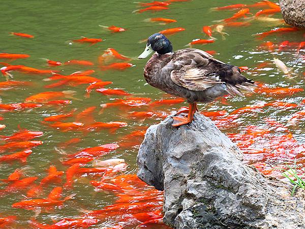 中國‧蘇州‧重訪同里(Tongli)