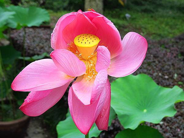 中國‧蘇州‧東山(上) ‧雕花樓(Dongshan I)