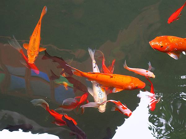 中國‧蘇州‧東山(上) ‧雕花樓(Dongshan I)