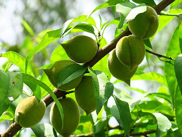 中國‧蘇州散步‧東園、耦園、平江路、金雞湖(Suzhou S