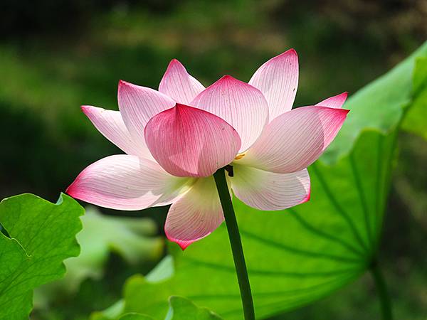 中國‧蘇州散步‧東園、耦園、平江路、金雞湖(Suzhou S