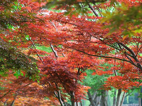中國‧蘇州散步‧東園、耦園、平江路、金雞湖(Suzhou S