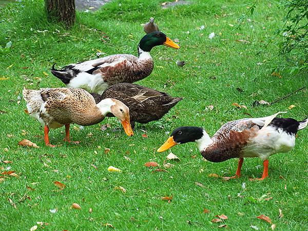 中國‧蘇州散步‧東園、耦園、平江路、金雞湖(Suzhou S
