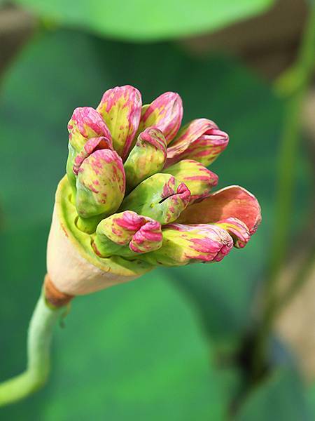 中國‧蘇州散步‧東園、耦園、平江路、金雞湖(Suzhou S