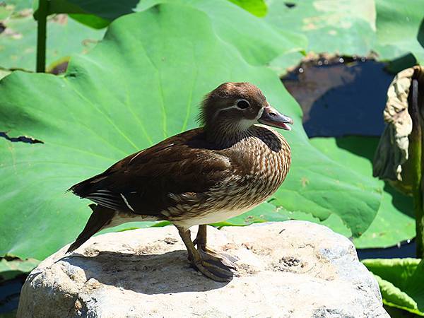 中國‧北京‧八大處(Beijing Badachu)