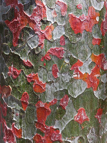 中國‧北京‧八大處(Beijing Badachu)