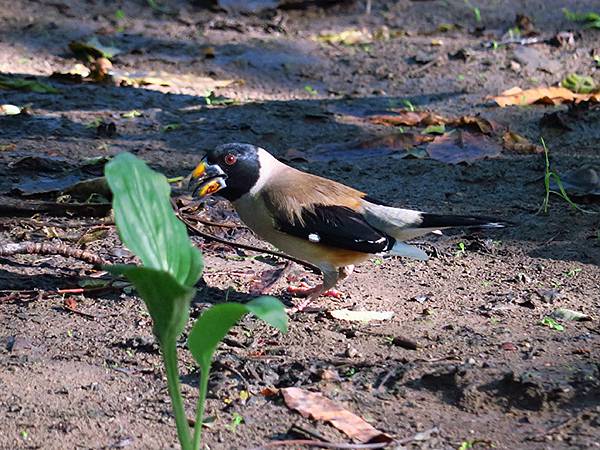 中國‧北京‧地壇、孔廟、國子監(Beijing Sroll 