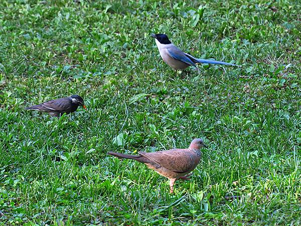 中國‧北京‧地壇、孔廟、國子監(Beijing Sroll 