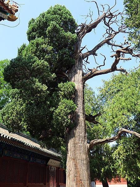中國‧北京‧地壇、孔廟、國子監(Beijing Sroll 