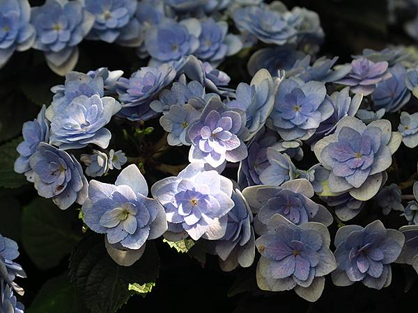 中國‧北京‧西什庫教堂一帶(Beijing Sroll II