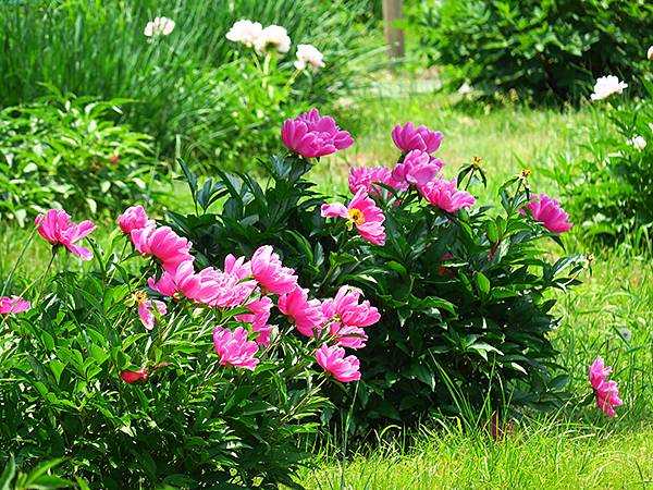 中國‧承德(二)‧避暑山莊(下)‧園林(Chengde II 中國‧承德(二)‧避暑山莊(下)‧園林(Chengde II