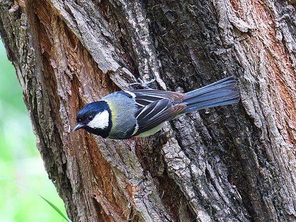 中國‧承德(二)‧避暑山莊(下)‧園林(Chengde II 中國‧承德(二)‧避暑山莊(下)‧園林(Chengde II