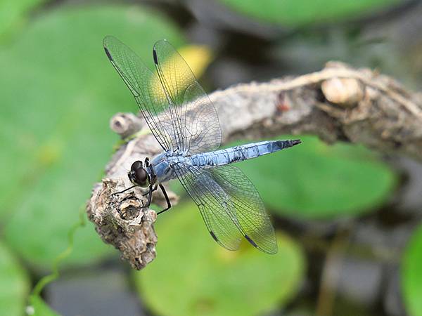 中國‧承德(二)‧避暑山莊(下)‧園林(Chengde II 中國‧承德(二)‧避暑山莊(下)‧園林(Chengde II