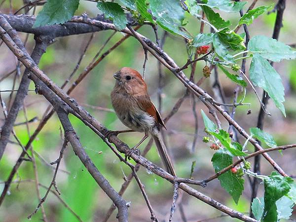中國‧承德(二)‧避暑山莊(下)‧園林(Chengde II 中國‧承德(二)‧避暑山莊(下)‧園林(Chengde II